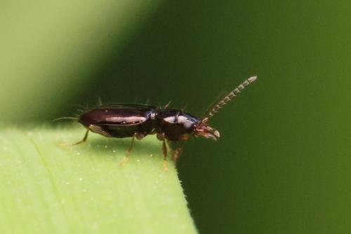 Réf. 341 314 : Tachys bistriatus